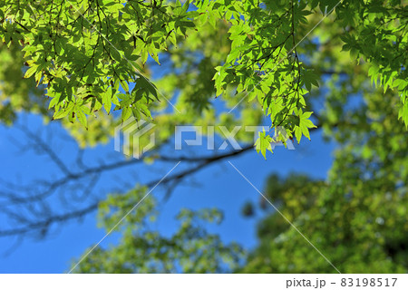 色づきはじめた紅葉達 色づきはじめた紅葉達 83198517