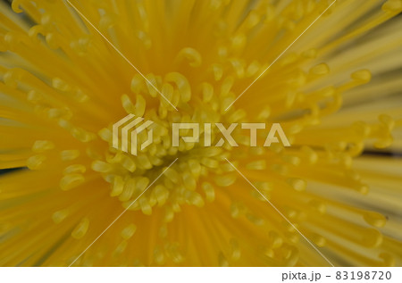 満開の菊花 管物（黄色） 83198720