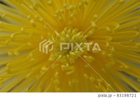 満開の菊花 管物（黄色） 83198721