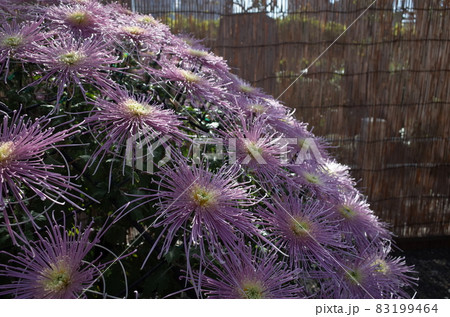 満開の菊花 管物(薄紫) 満開の菊花 管物(薄紫) 83199464