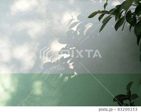 Copy space on the wall, tree shade. 83200153