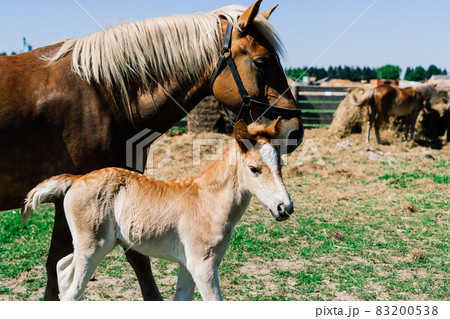 Horse mare and her very small foal on a farm Horse mare and her very small foal on a farm 83200538