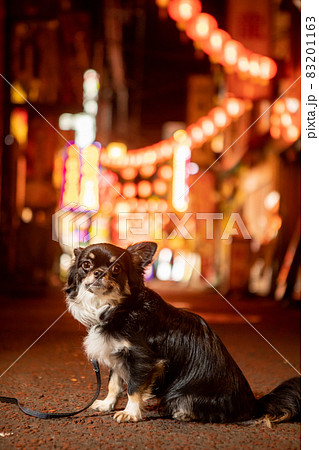 夜の中華街の路地にたたずむ黒いロングコートチワワ 83201163