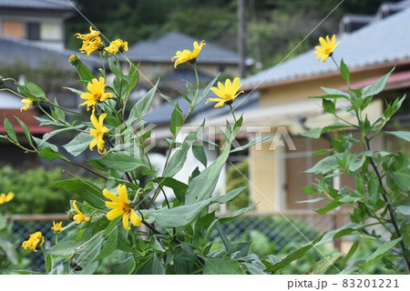 ヤーコンの花 ヤーコンの花 83201221