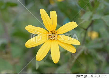 ヤーコンの花 ヤーコンの花 83201222