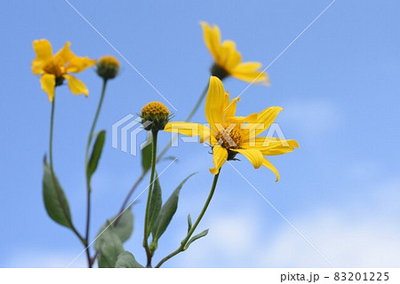 ヤーコンの花の写真素材 1225