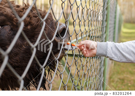 a man feeds a bison with a carrot at the zoo a man feeds a bison with a carrot at the zoo 83201264