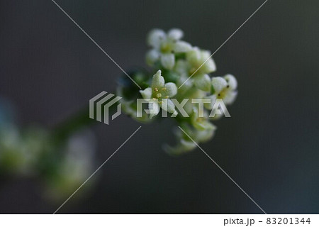 アカネの花 アカネの花 83201344