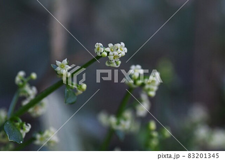 アカネの花 アカネの花 83201345