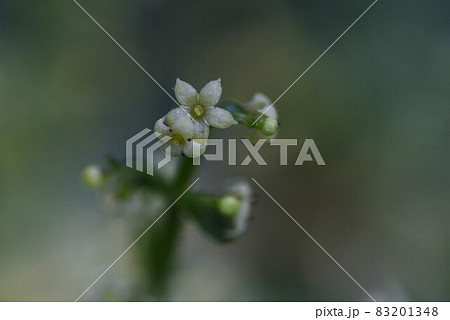 アカネの花の写真素材 1348