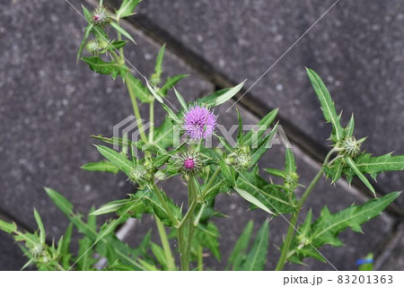ノアザミの花と綿毛 ノアザミの花と綿毛 83201363