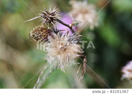 ノアザミの花と綿毛 ノアザミの花と綿毛 83201367