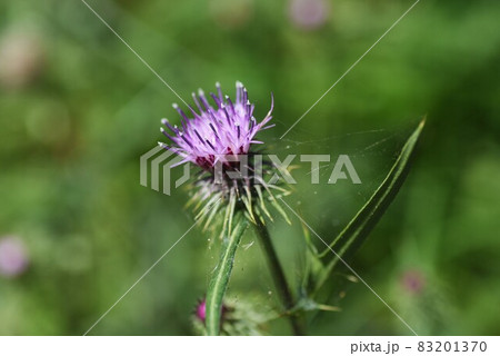 ノアザミの花と綿毛 ノアザミの花と綿毛 83201370