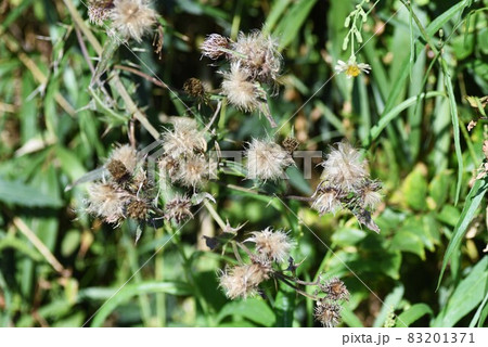 ノアザミの花と綿毛 ノアザミの花と綿毛 83201371