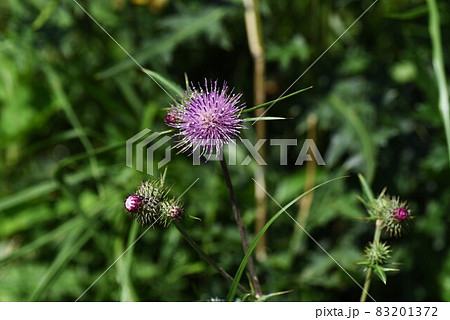 ノアザミの花と綿毛 ノアザミの花と綿毛 83201372
