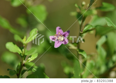 クコの花 83201388