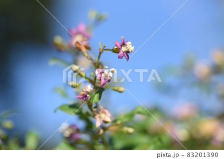 クコの花 クコの花 83201390
