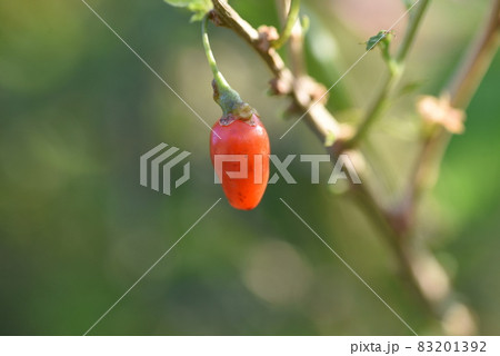 クコの花 クコの花 83201392