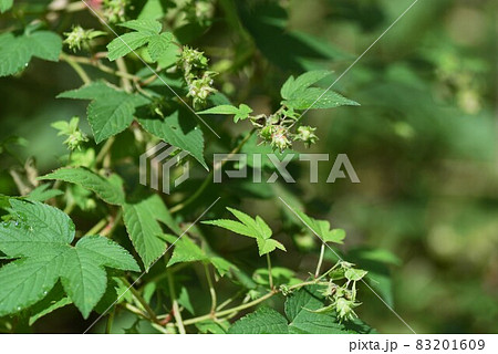 カナムグラの花・秋の花粉症の原因 カナムグラの花・秋の花粉症の原因 83201609