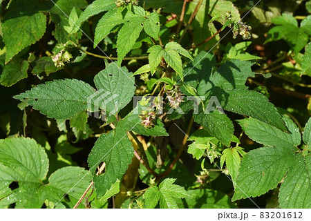 カナムグラの花・秋の花粉症の原因 83201612