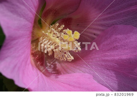 芙蓉の花 83201969