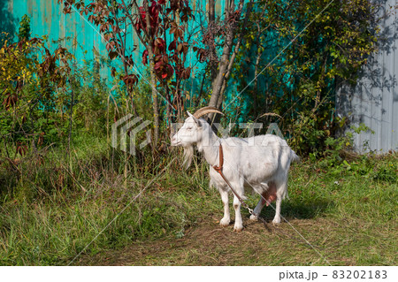 White little goat in the village autumn time White little goat in the village autumn time 83202183