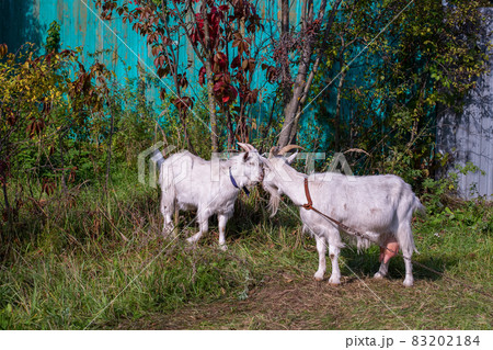 Two goats mother and child in the field Two goats mother and child in the field 83202184