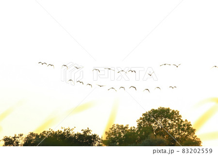 flock of wild geese silhouette on a sunset sky flock of wild geese silhouette on a sunset sky 83202559