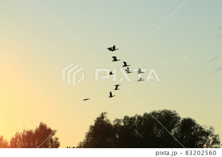 flock of wild geese silhouette on a sunset sky 83202560