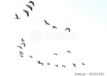 flock of wild geese silhouette on a sunset sky flock of wild geese silhouette on a sunset sky 83202561