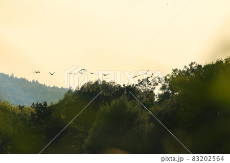 flock of wild geese silhouette on a sunset sky flock of wild geese silhouette on a sunset sky 83202564