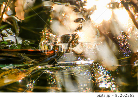Swamp vegetation at golden hour sunset 83202565