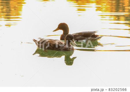 wild ducks on the lake near Danube river in Germany wild ducks on the lake near Danube river in Germany 83202566
