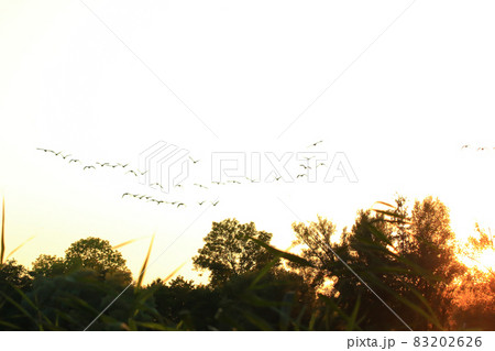 flock of wild geese silhouette on a sunset sky flock of wild geese silhouette on a sunset sky 83202626