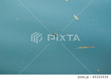 dragonfly drowning in to the lake water 83202639