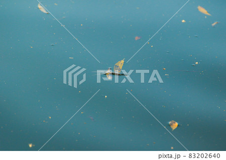 dragonfly drowning in to the lake water 83202640