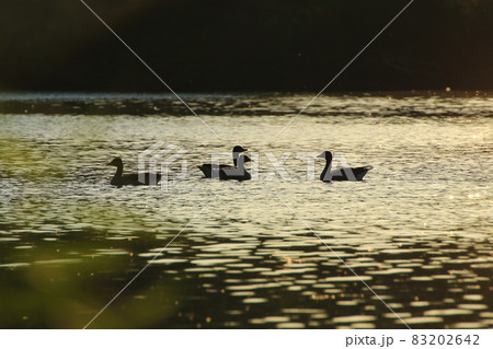 The wild goose float in the evening lake while the golden light reflected in the beautiful water surface. The wild goose float in the evening lake while the golden light reflected in the beautiful water surface. 83202642