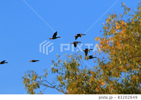 flock of wild geese silhouette on a blue sky 83202649
