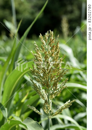 ソルゴーの花 83202780