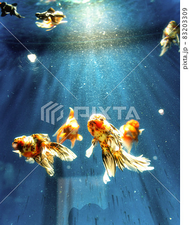 山形県鶴岡市 加茂水族館 山形県鶴岡市 加茂水族館 83203309