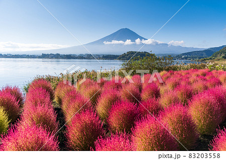 「山梨県」河口湖大石公園 秋の訪れで赤く染まったコキア 「山梨県」河口湖大石公園 秋の訪れで赤く染まったコキア 83203558