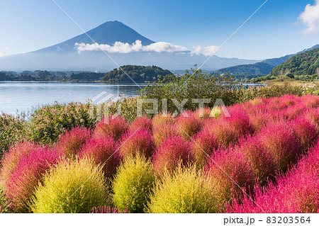 「山梨県」河口湖大石公園　秋の訪れで赤く染まったコキア 83203564