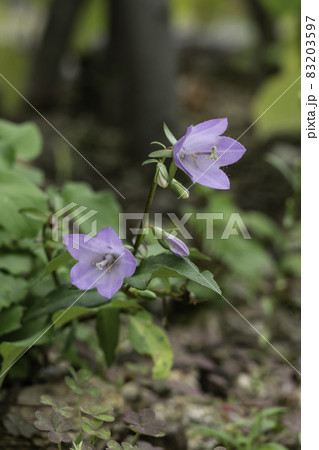 花 野生の花 植物の写真素材 3597