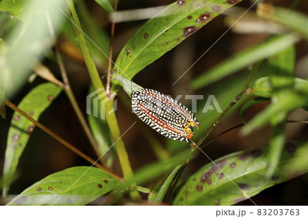 ビロードハマキ 83203763