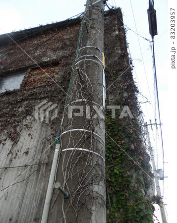ツタと電柱 83203957