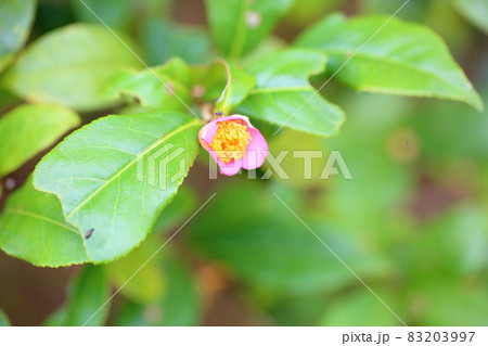 炉開きの花 炉開きの花 83203997