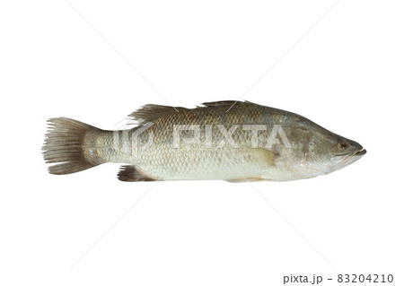 Fresh sea bass fish isolated on white.Fresh food concept. 83204210