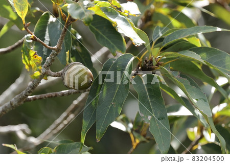 自然 植物 オキナワウラジロガシ、ドングリです。実る数は少なめ、細枝に一つづつパラパラとつく感じ 自然 植物 オキナワウラジロガシ、ドングリです。実る数は少なめ、細枝に一つづつパラパラとつく感じ 83204500