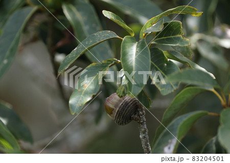 自然　植物　オキナワウラジロガシ、ドングリです。実るのは花が咲いた翌年の秋 83204501