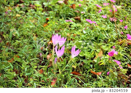 コルチカムの花の写真素材 4559